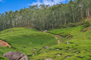 munnar tourist places route map